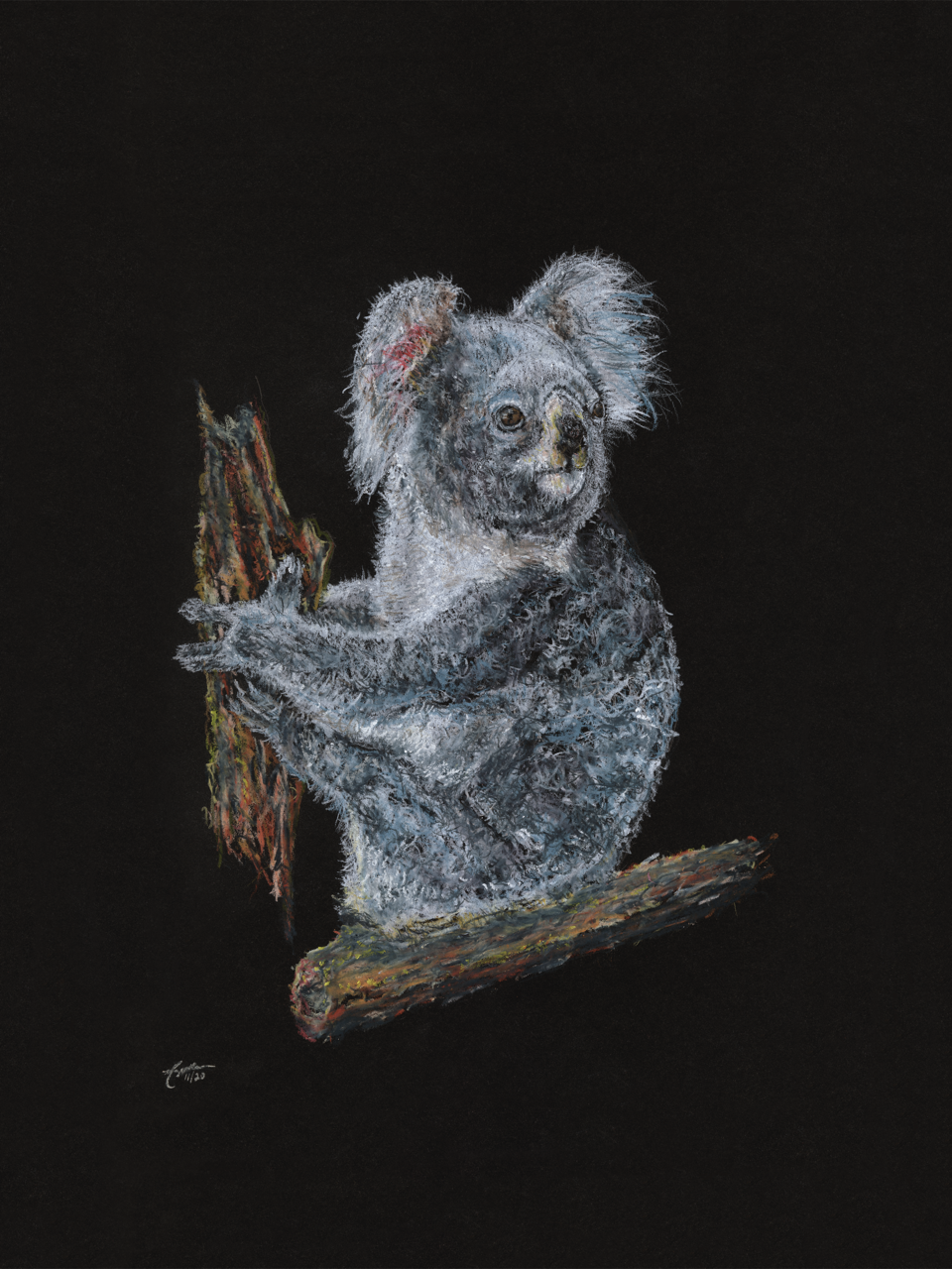 Koala — Cappellano Arts